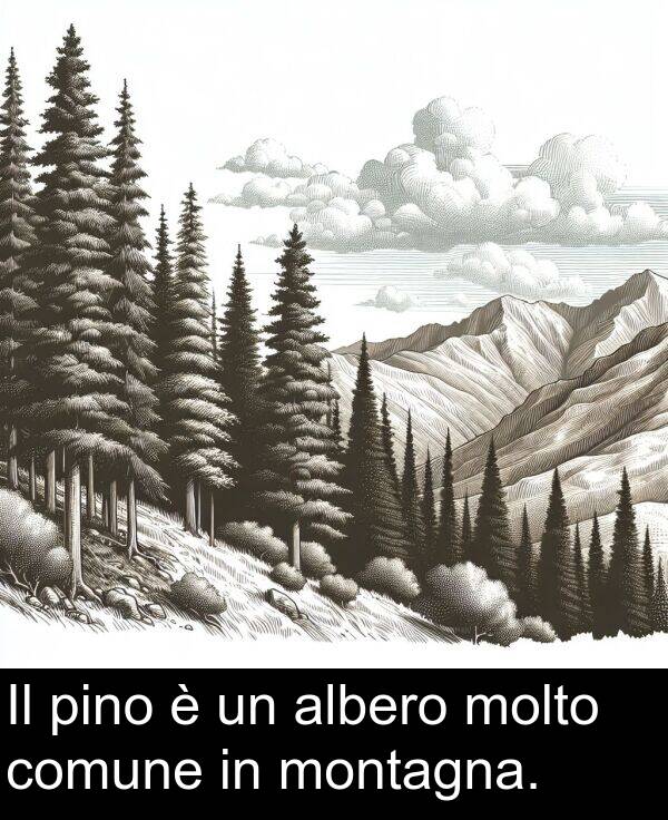 comune: Il pino è un albero molto comune in montagna.