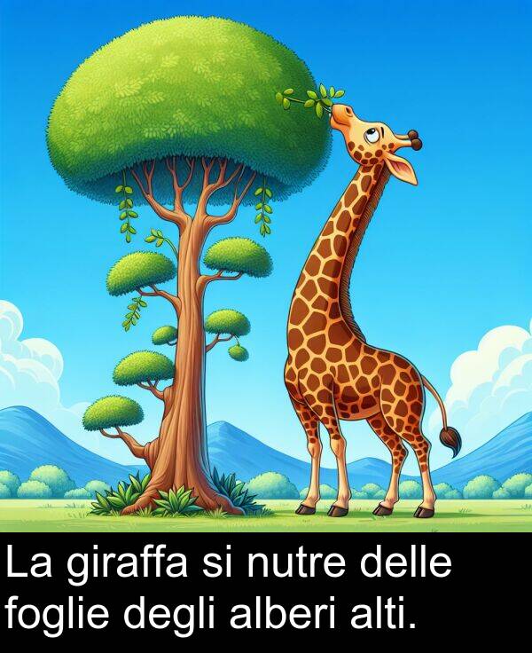 degli: La giraffa si nutre delle foglie degli alberi alti.