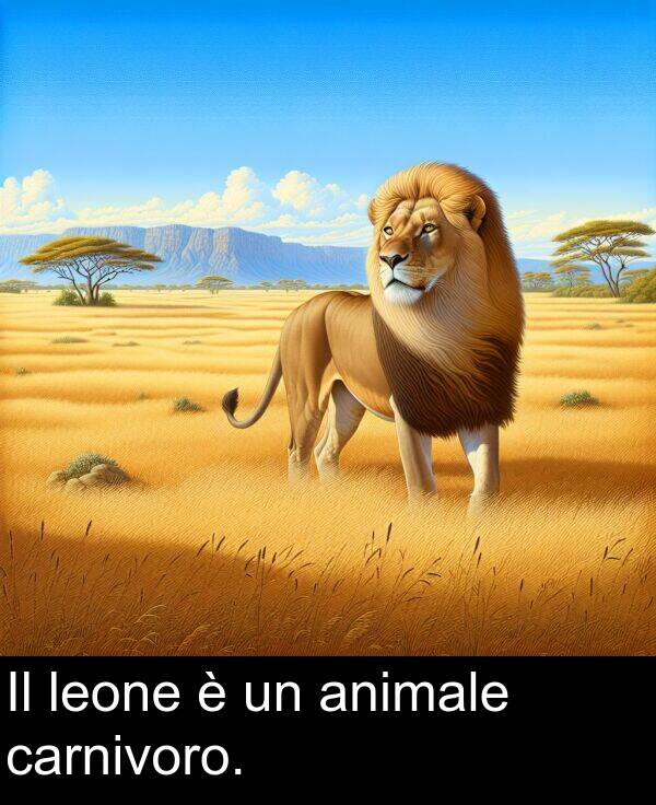 animale: Il leone è un animale carnivoro.