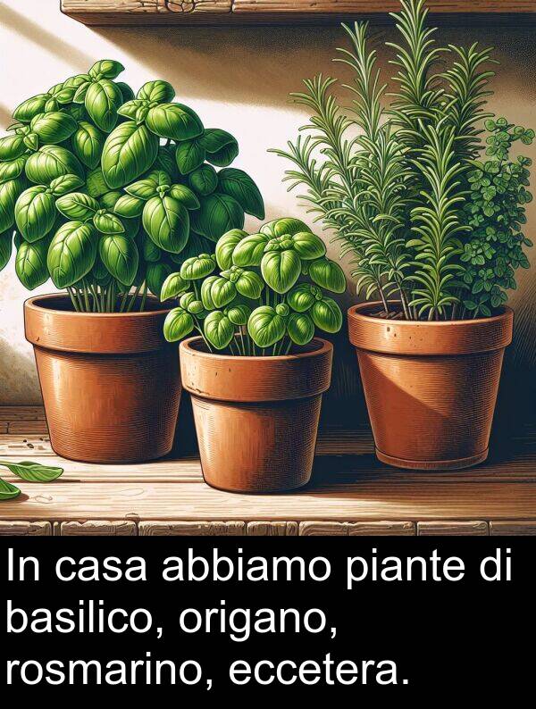 basilico: In casa abbiamo piante di basilico, origano, rosmarino, eccetera.