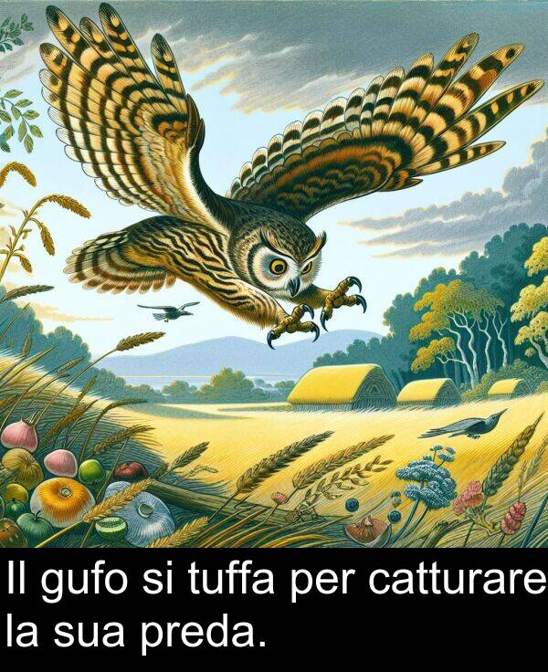 per: Il gufo si tuffa per catturare la sua preda.