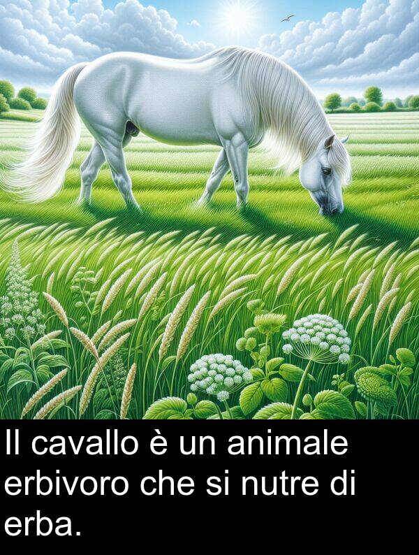 erbivoro: Il cavallo è un animale erbivoro che si nutre di erba.
