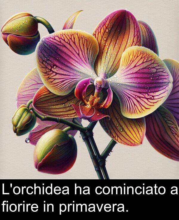cominciato: L'orchidea ha cominciato a fiorire in primavera.