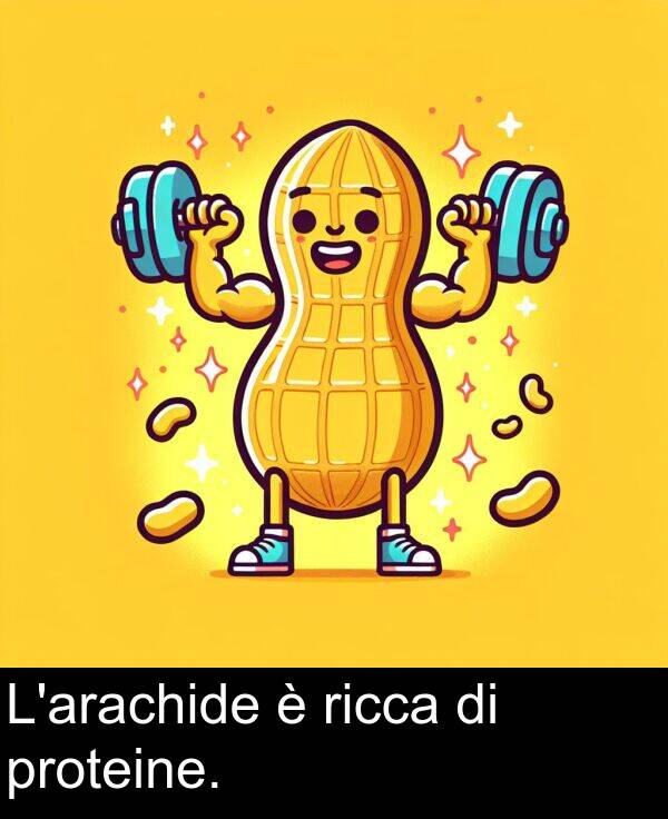 proteine: L'arachide è ricca di proteine.