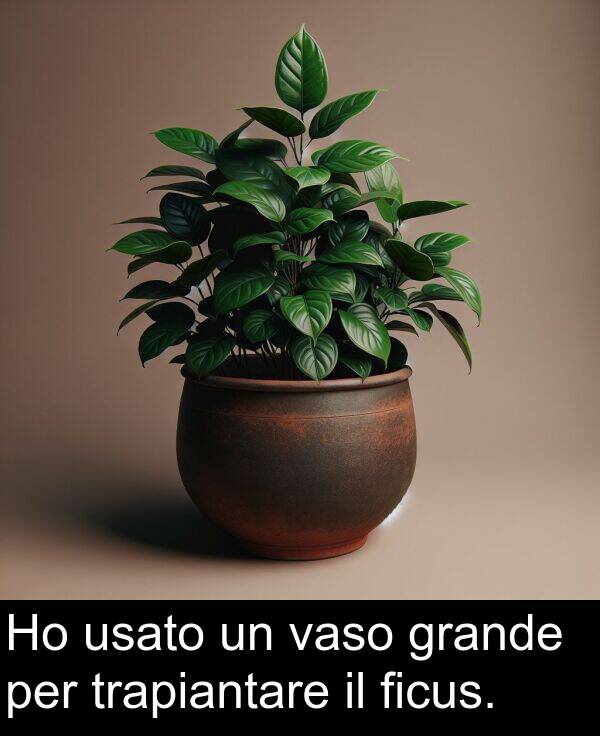 grande: Ho usato un vaso grande per trapiantare il ficus.