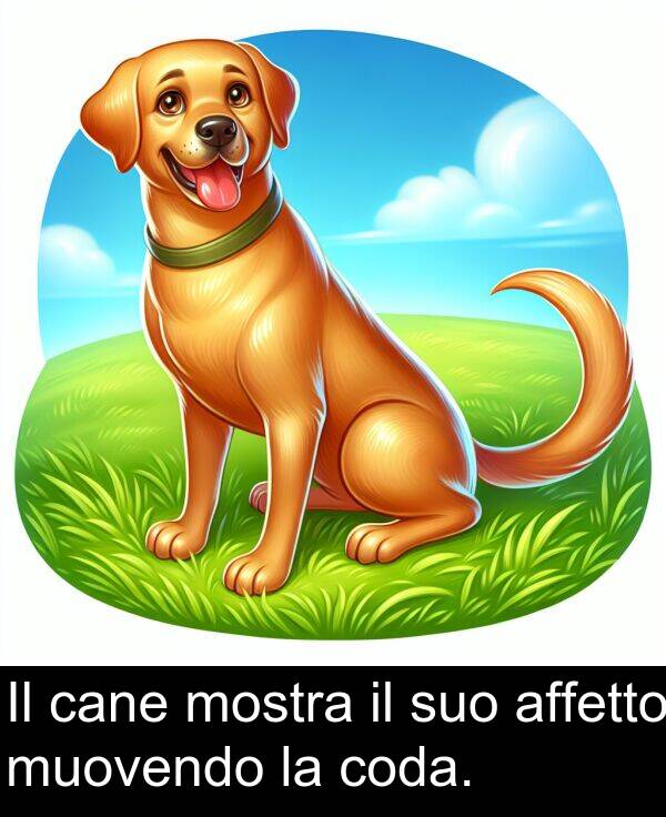 cane: Il cane mostra il suo affetto muovendo la coda.