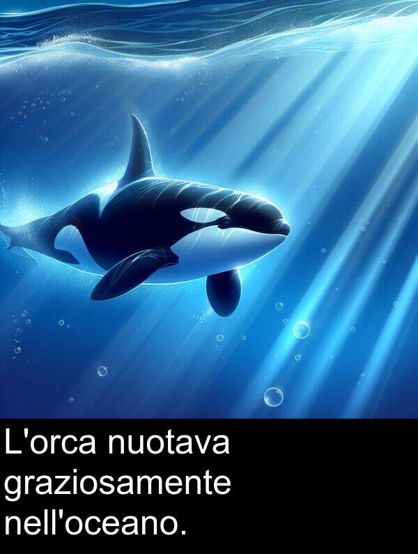nuotava: L'orca nuotava graziosamente nell'oceano.
