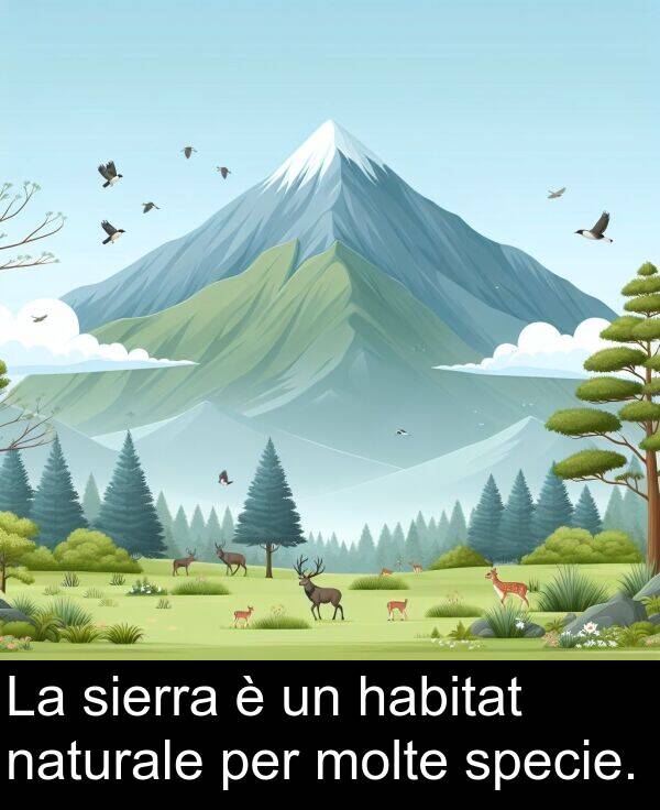 habitat: La sierra è un habitat naturale per molte specie.
