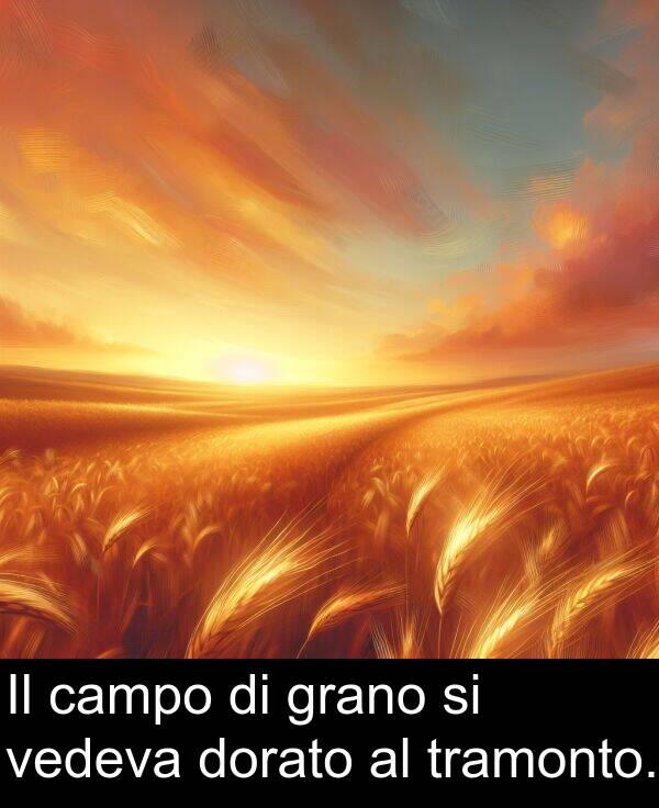 campo: Il campo di grano si vedeva dorato al tramonto.