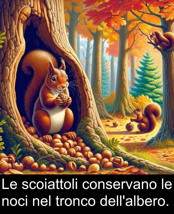 scoiattoli: Le scoiattoli conservano le noci nel tronco dell'albero.