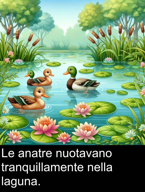 laguna: Le anatre nuotavano tranquillamente nella laguna.