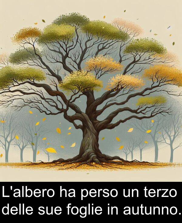 sue: L'albero ha perso un terzo delle sue foglie in autunno.