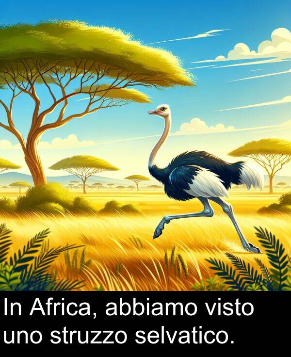 abbiamo: In Africa, abbiamo visto uno struzzo selvatico.
