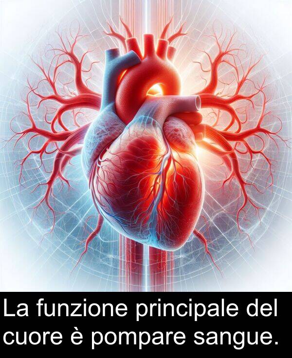 funzione: La funzione principale del cuore è pompare sangue.
