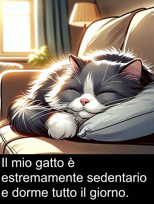 gatto: Il mio gatto è estremamente sedentario e dorme tutto il giorno.