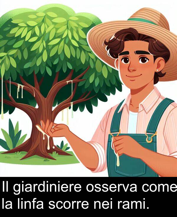 scorre: Il giardiniere osserva come la linfa scorre nei rami.