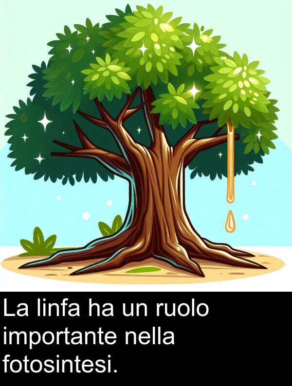 ruolo: La linfa ha un ruolo importante nella fotosintesi.