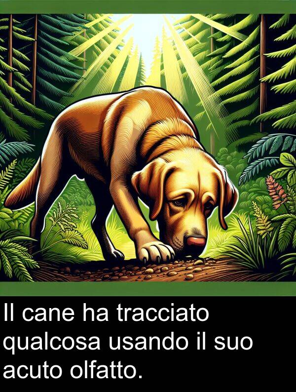 usando: Il cane ha tracciato qualcosa usando il suo acuto olfatto.