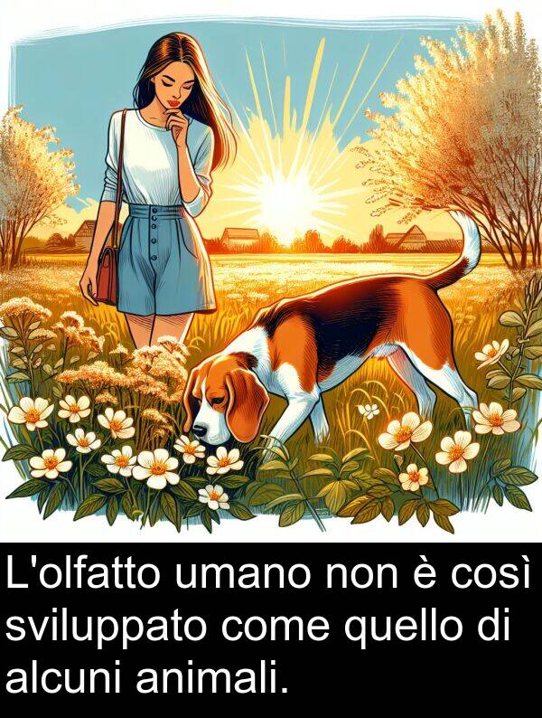 umano: L'olfatto umano non è così sviluppato come quello di alcuni animali.