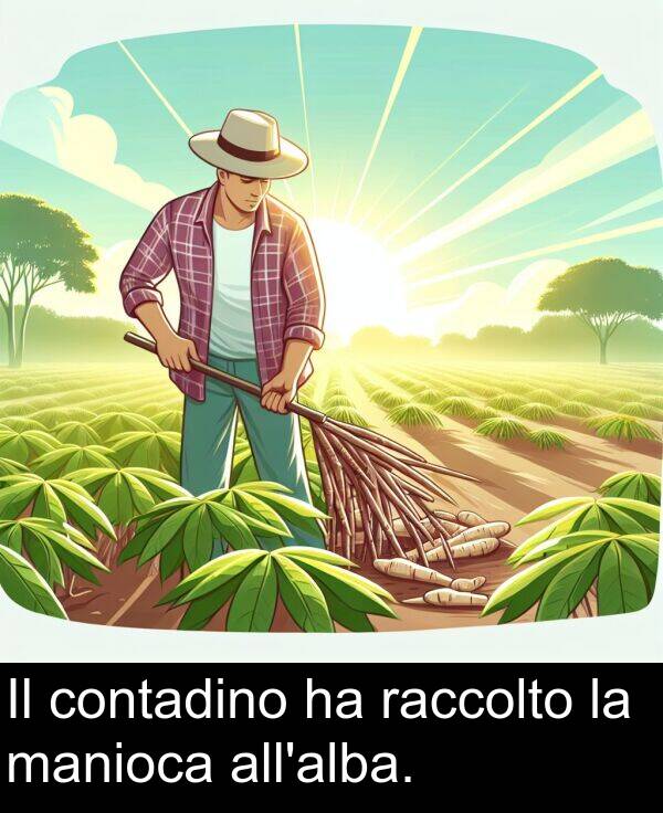 manioca: Il contadino ha raccolto la manioca all'alba.