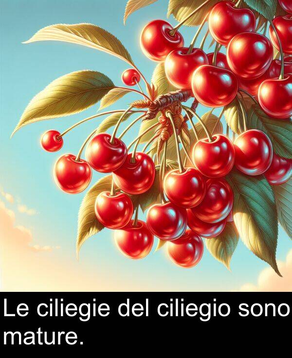 ciliegio: Le ciliegie del ciliegio sono mature.