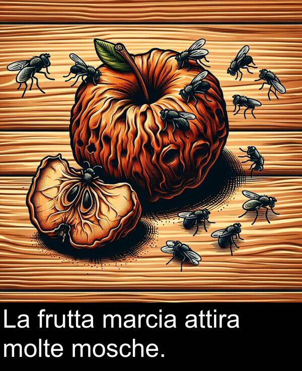 attira: La frutta marcia attira molte mosche.