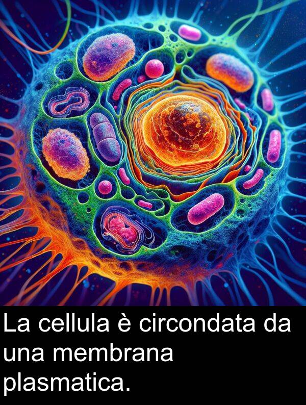 circondata: La cellula è circondata da una membrana plasmatica.