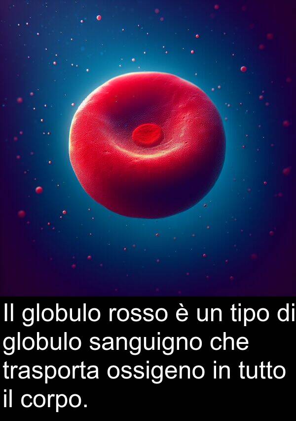 rosso: Il globulo rosso è un tipo di globulo sanguigno che trasporta ossigeno in tutto il corpo.