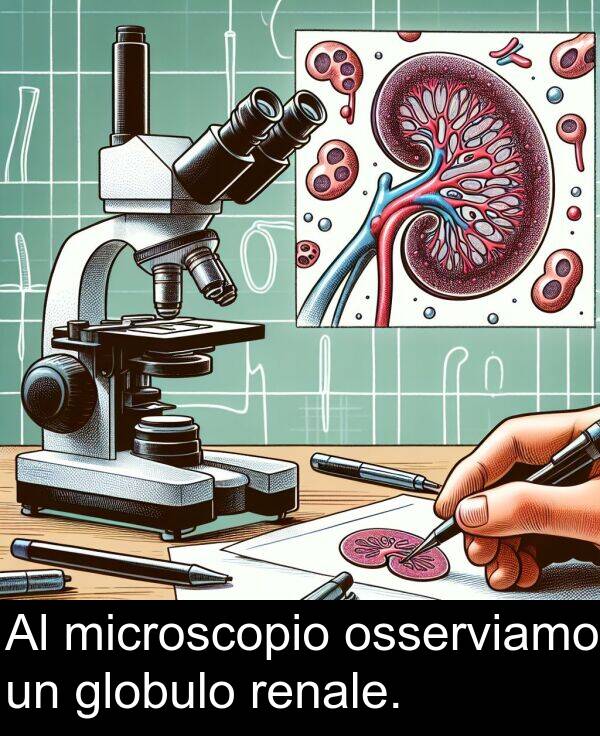 microscopio: Al microscopio osserviamo un globulo renale.