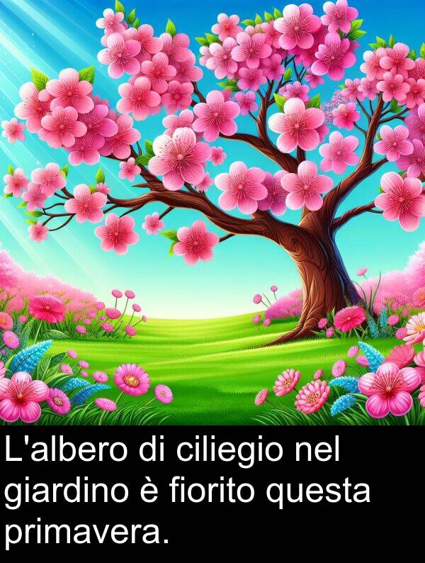 giardino: L'albero di ciliegio nel giardino è fiorito questa primavera.