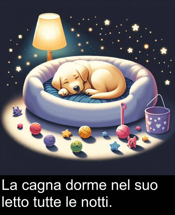 nel: La cagna dorme nel suo letto tutte le notti.