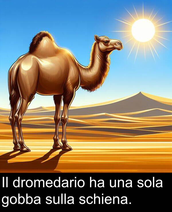 una: Il dromedario ha una sola gobba sulla schiena.