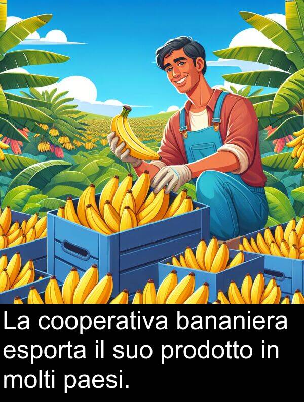 bananiera: La cooperativa bananiera esporta il suo prodotto in molti paesi.