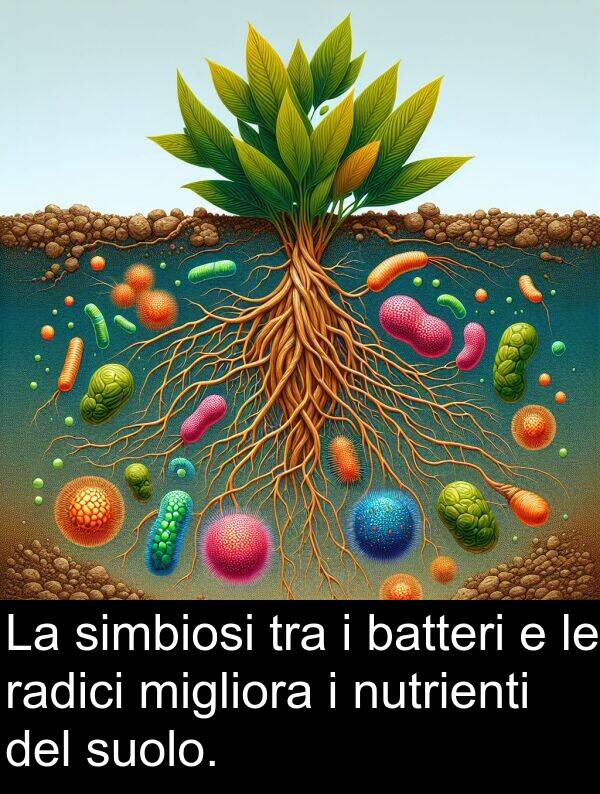 batteri: La simbiosi tra i batteri e le radici migliora i nutrienti del suolo.