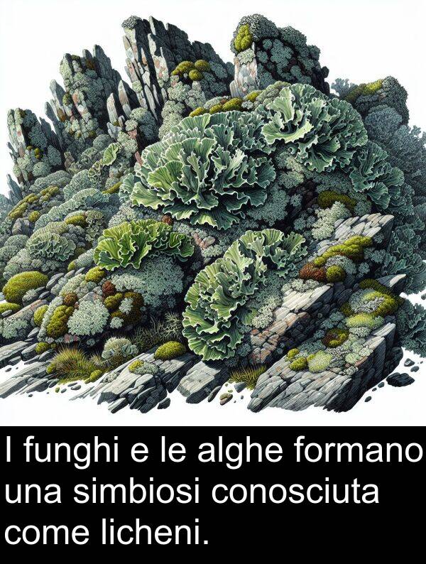 simbiosi: I funghi e le alghe formano una simbiosi conosciuta come licheni.