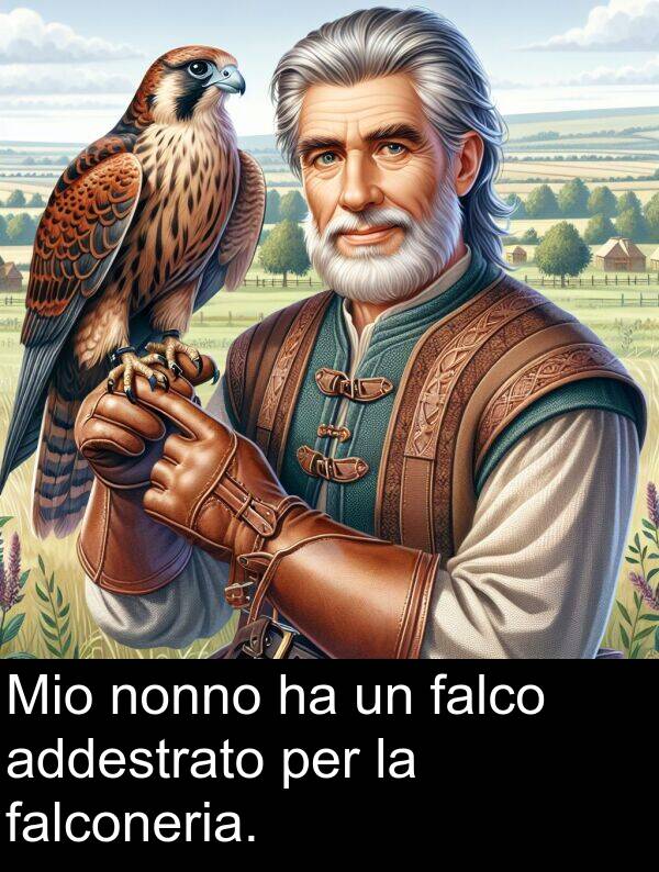 falconeria: Mio nonno ha un falco addestrato per la falconeria.