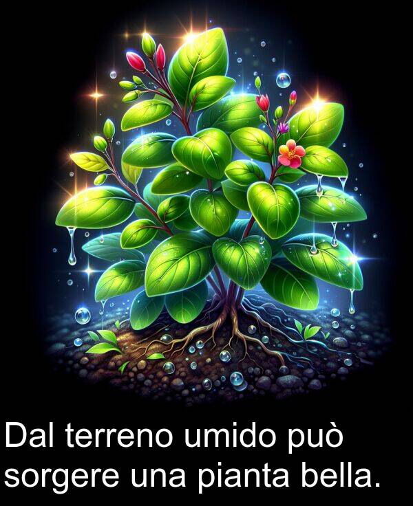bella: Dal terreno umido può sorgere una pianta bella.