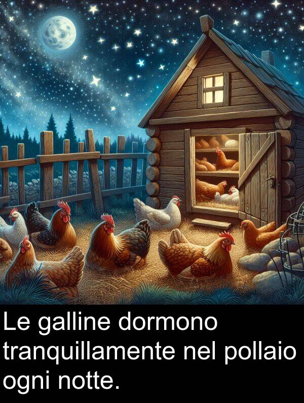ogni: Le galline dormono tranquillamente nel pollaio ogni notte.