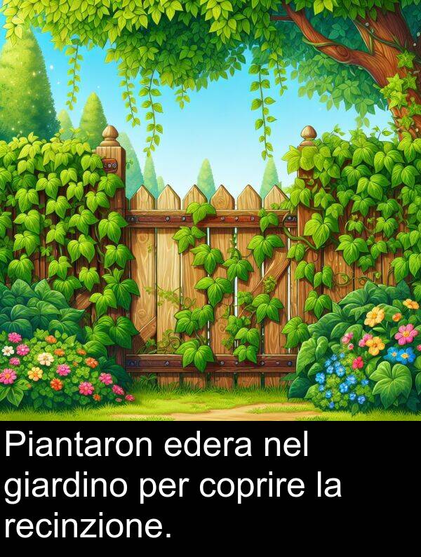 giardino: Piantaron edera nel giardino per coprire la recinzione.