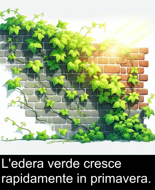 rapidamente: L'edera verde cresce rapidamente in primavera.
