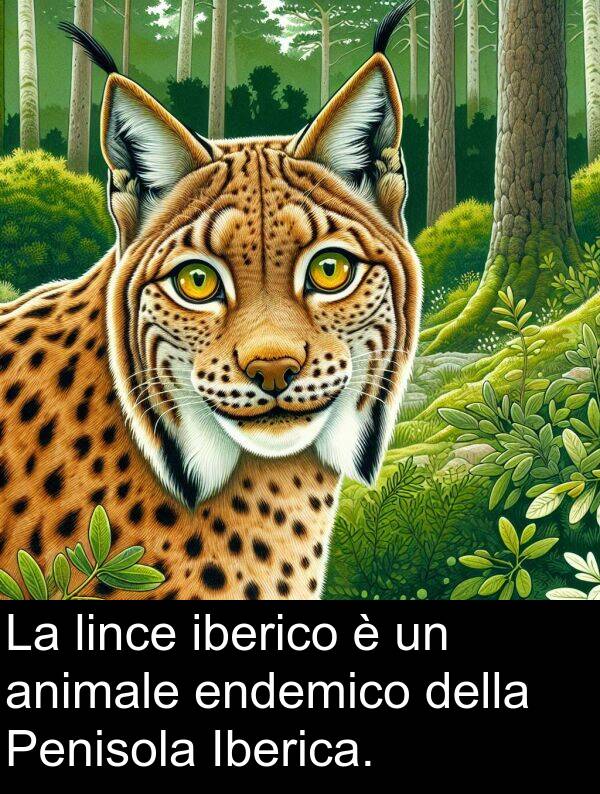 endemico: La lince iberico è un animale endemico della Penisola Iberica.