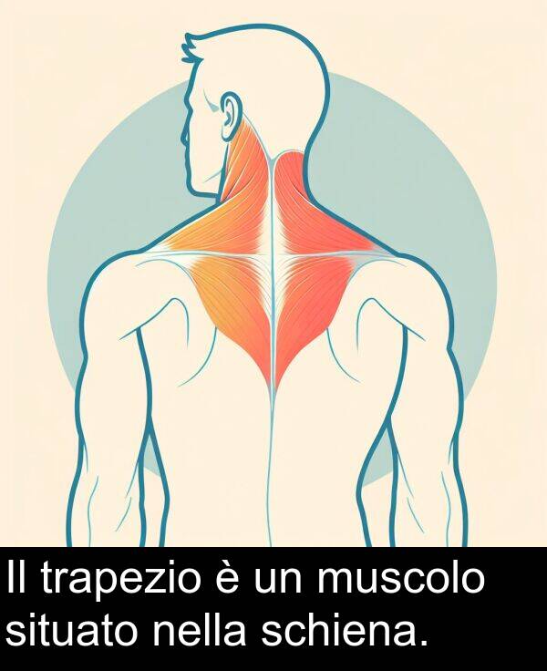 nella: Il trapezio è un muscolo situato nella schiena.