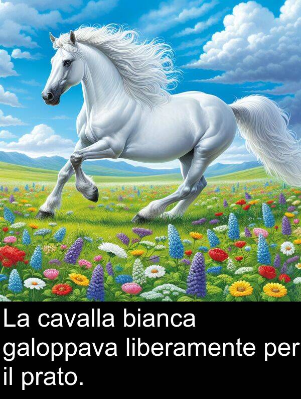 bianca: La cavalla bianca galoppava liberamente per il prato.