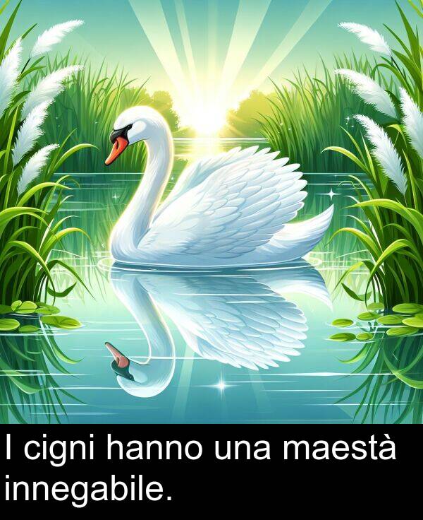 una: I cigni hanno una maestà innegabile.