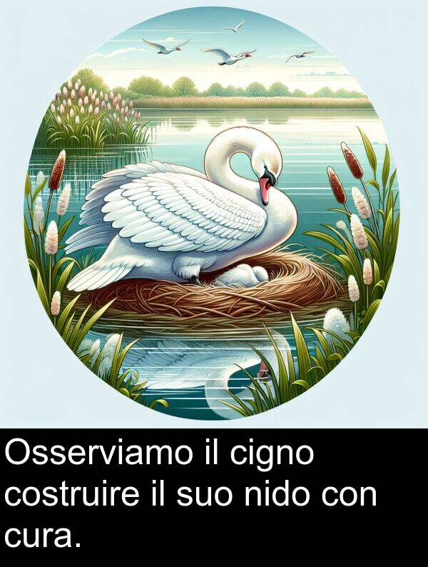 cigno: Osserviamo il cigno costruire il suo nido con cura.