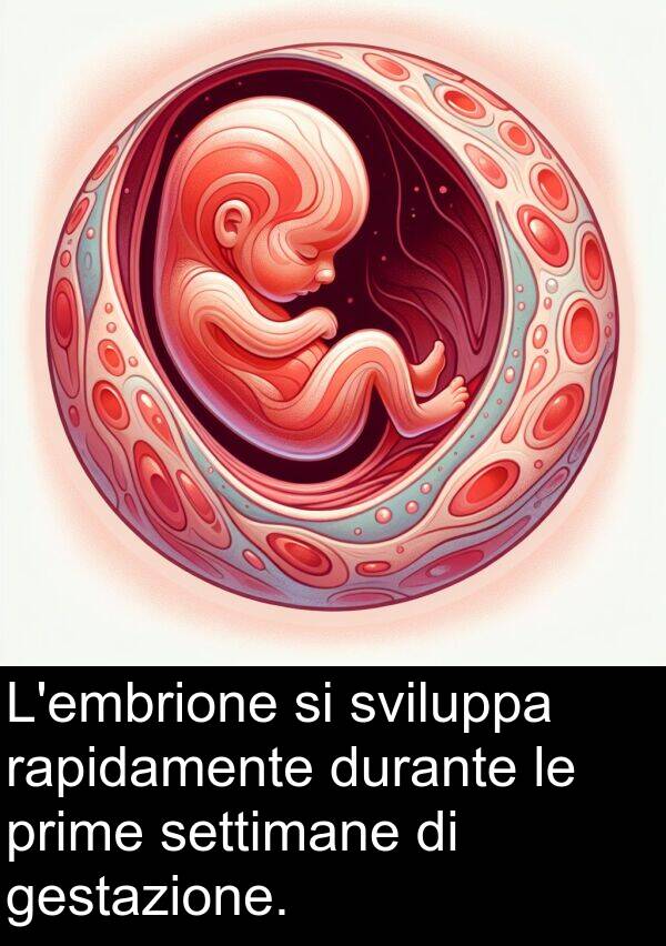 rapidamente: L'embrione si sviluppa rapidamente durante le prime settimane di gestazione.