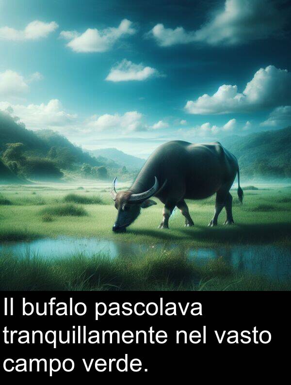 campo: Il bufalo pascolava tranquillamente nel vasto campo verde.