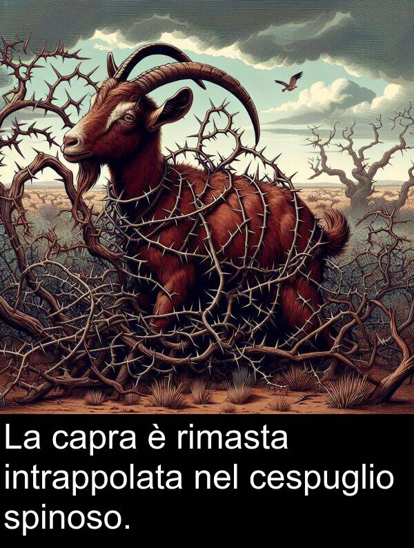 cespuglio: La capra è rimasta intrappolata nel cespuglio spinoso.