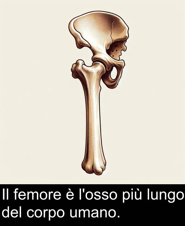 umano: Il femore è l'osso più lungo del corpo umano.