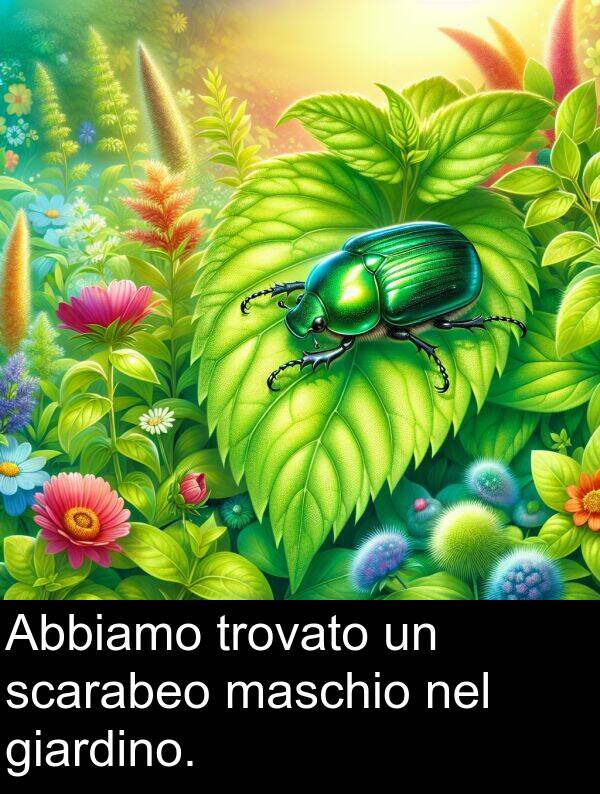scarabeo: Abbiamo trovato un scarabeo maschio nel giardino.